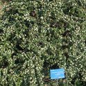 Cotoneaster microphyllus 'Melanotricha'